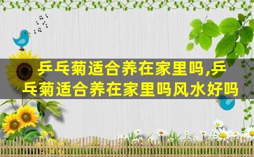 乒乓菊适合养在家里吗,乒乓菊适合养在家里吗风水好吗
