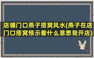 店铺门口燕子搭窝风水(燕子在店门口搭窝预示着什么意思我开店)