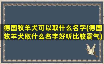 德国牧羊犬可以取什么名字(德国牧羊犬取什么名字好听比较霸气)