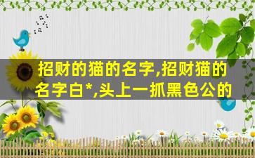 招财的猫的名字,招财猫的名字白*
,头上一抓黑色公的