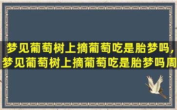 梦见葡萄树上摘葡萄吃是胎梦吗,梦见葡萄树上摘葡萄吃是胎梦吗周公解梦