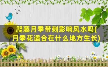 爬藤月季带刺影响风水吗(月季花适合在什么地方生长)