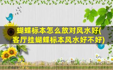 蝴蝶标本怎么放对风水好(客厅挂蝴蝶标本风水好不好)