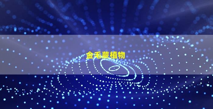 金毛蕨植物