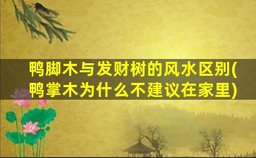 鸭脚木与发财树的风水区别(鸭掌木为什么不建议在家里)