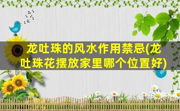 龙吐珠的风水作用禁忌(龙吐珠花摆放家里哪个位置好)